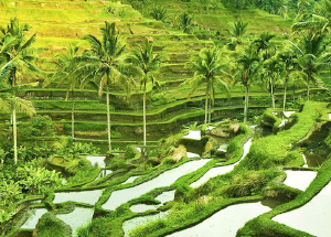 nafis bali north tour packages